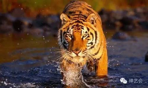 一只饥饿的老虎