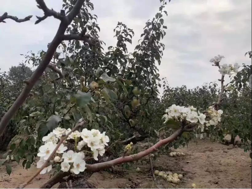 花、果同株绽放的千年梨园，期待心手相传的农耕守望